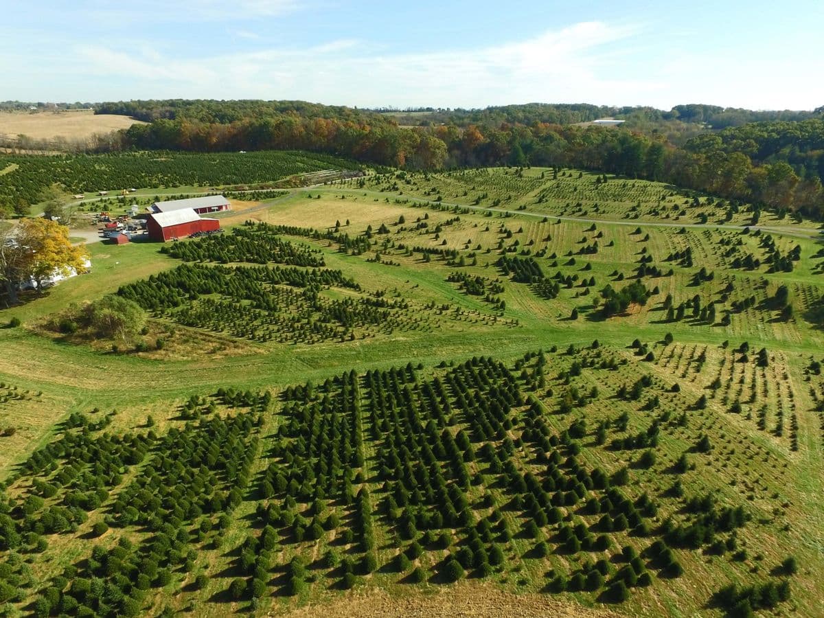 Davidson Christmas Tree Farm