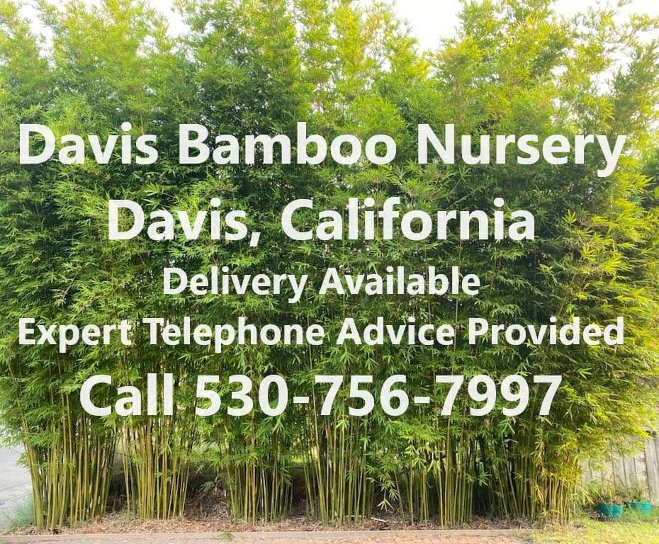 Davis Bamboo Nursery