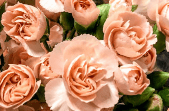 Davis Wholesale Florist