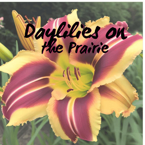 Daylilies on the Prairie