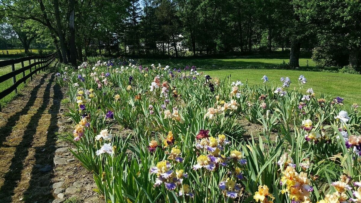 Daylily and Iris Obsession