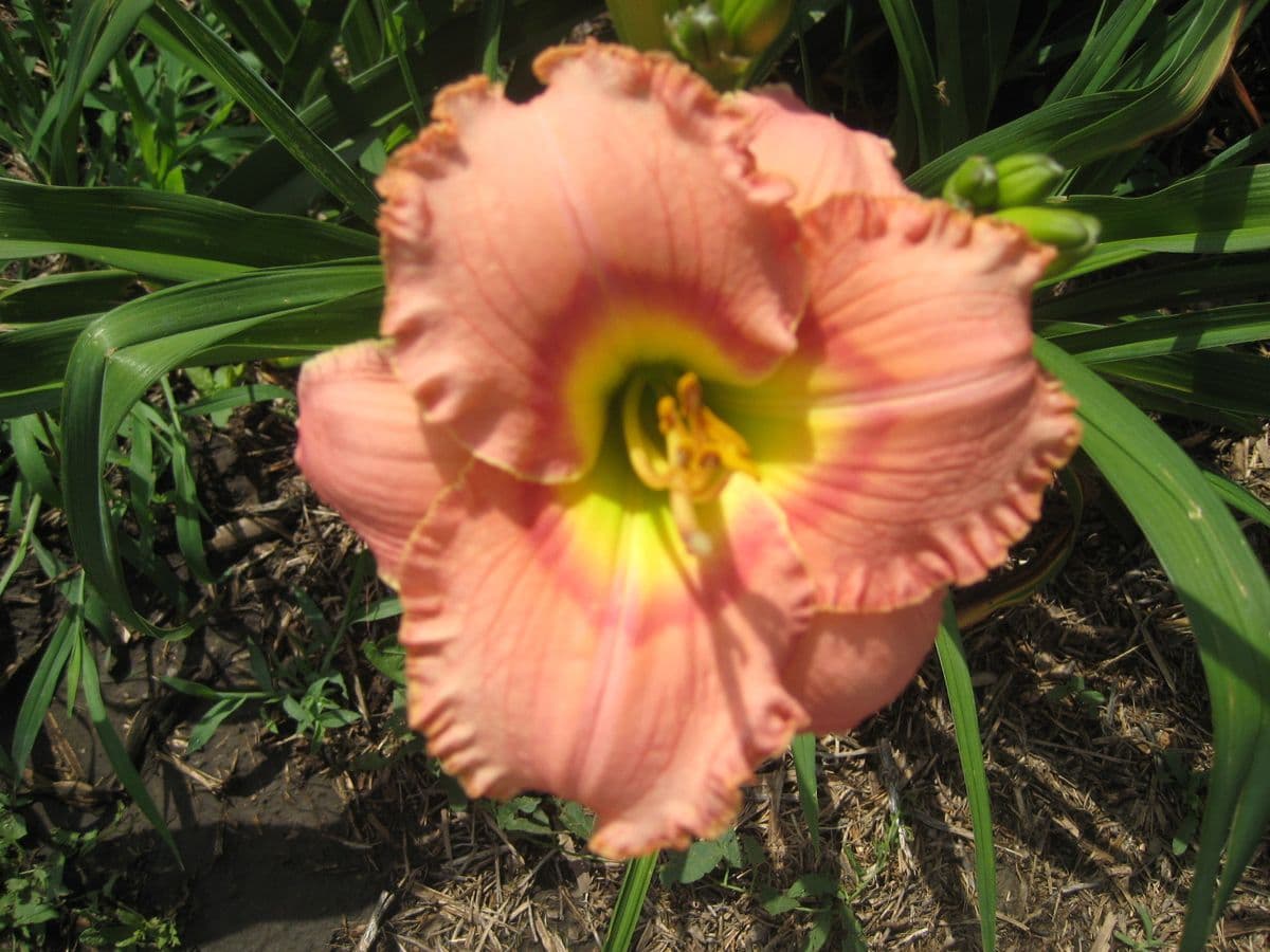 Daylily Drive