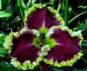 daylilys4sale