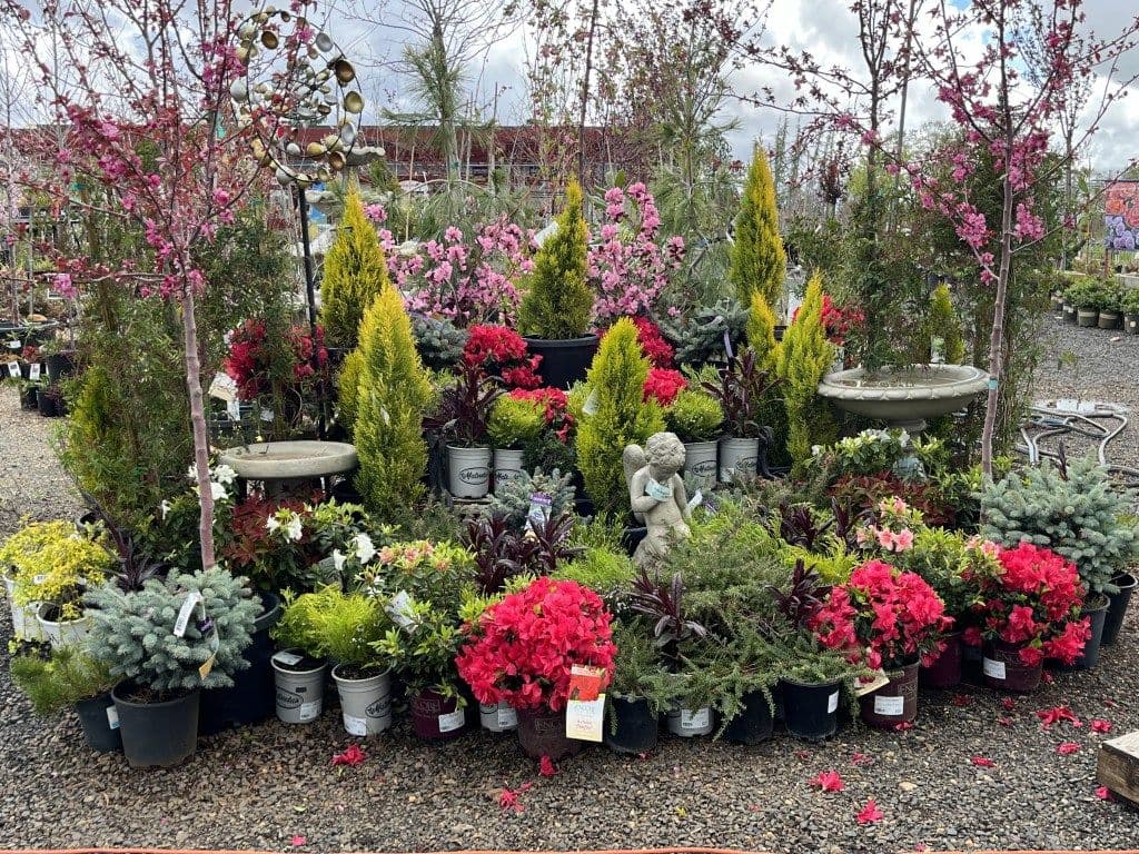 Deja Vu Gardens Galore Nursery of Paradise - US