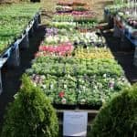 Dekalb Produce