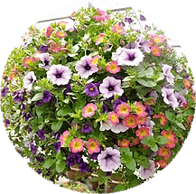 Delaney's Landscape Center Inc