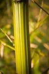 Delhiwind Bamboo