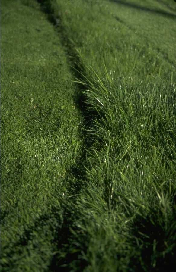 Delta Land Turf