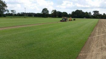 Delta Sod