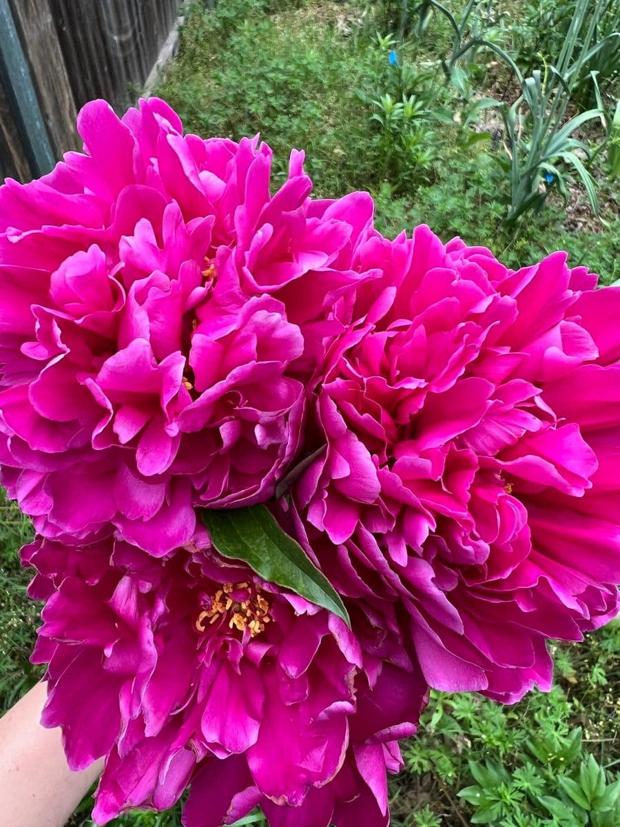 Denison Flowers
