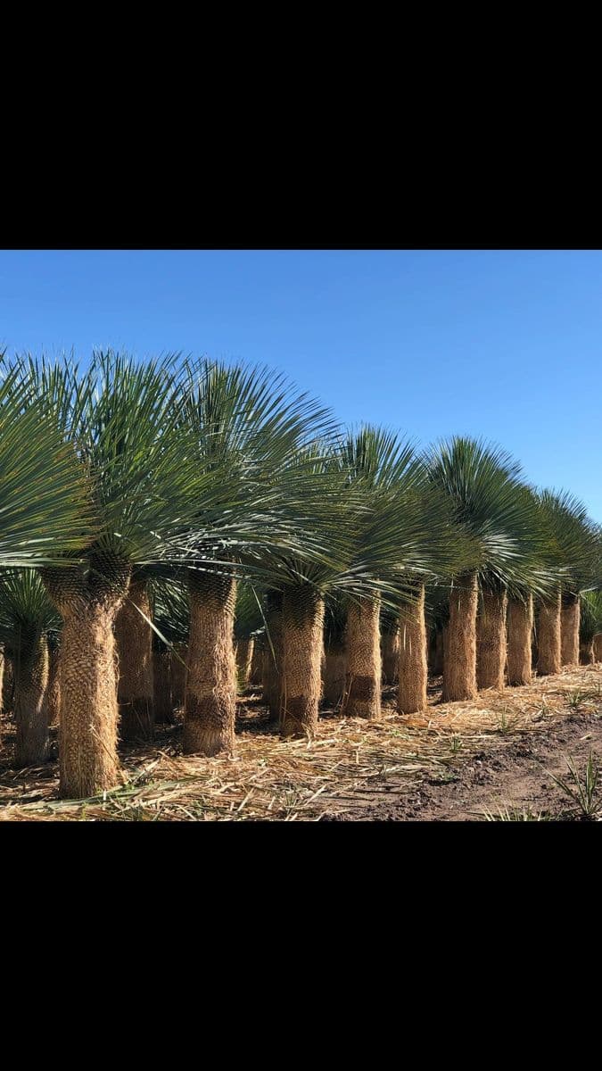 Desert Nursery