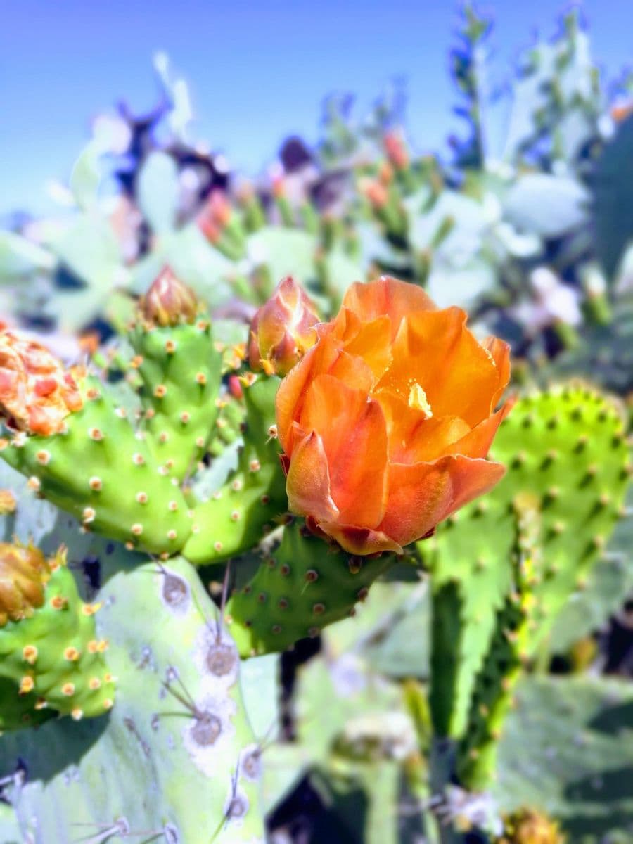 Desert Plant Collection, Nursery
