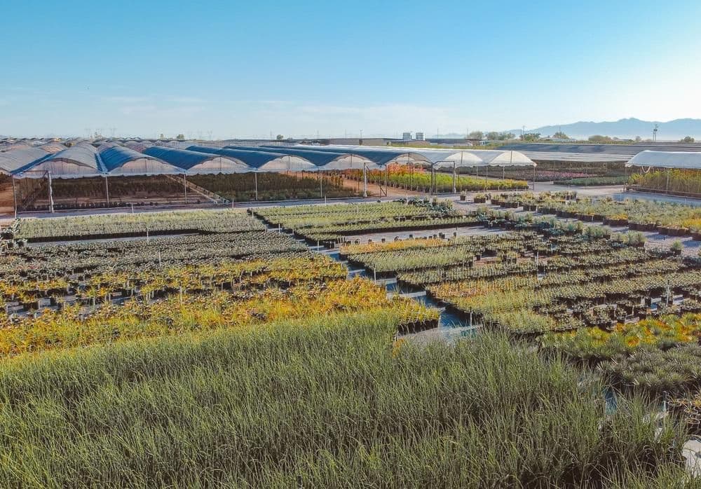 Desert Trees Nursery