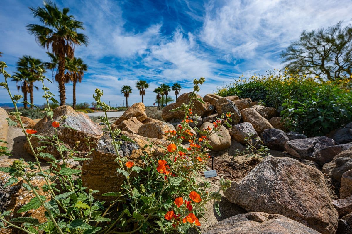 DesertStrawHouse Native Plant Nursery