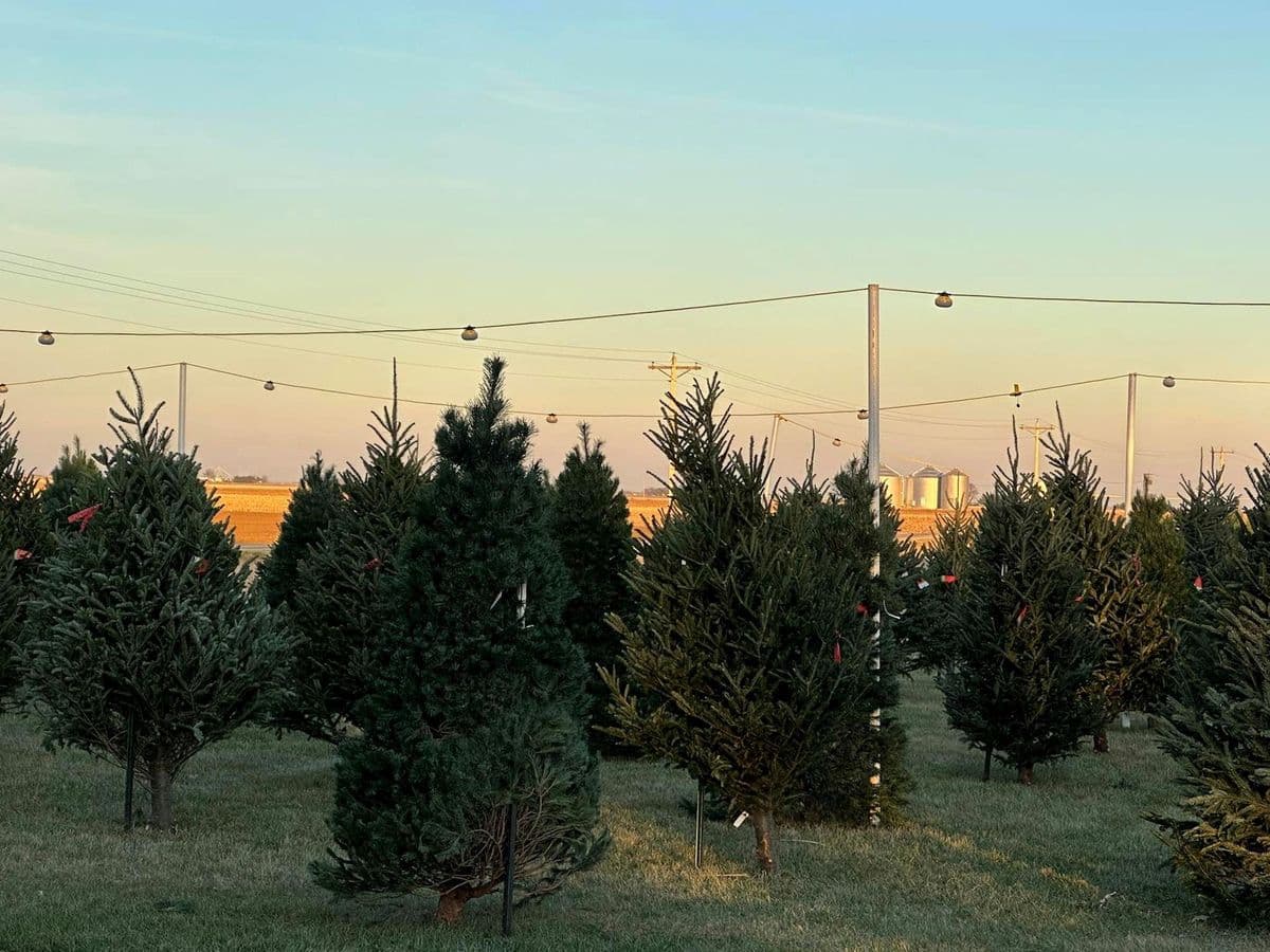 Designer Landscapes Christmas Shop