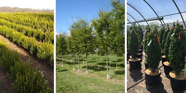 Diller Nursery Inc.