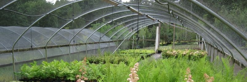 Dinsdale Nursery