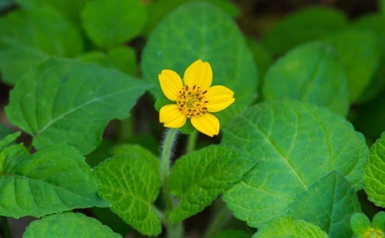 Direct Native Plants