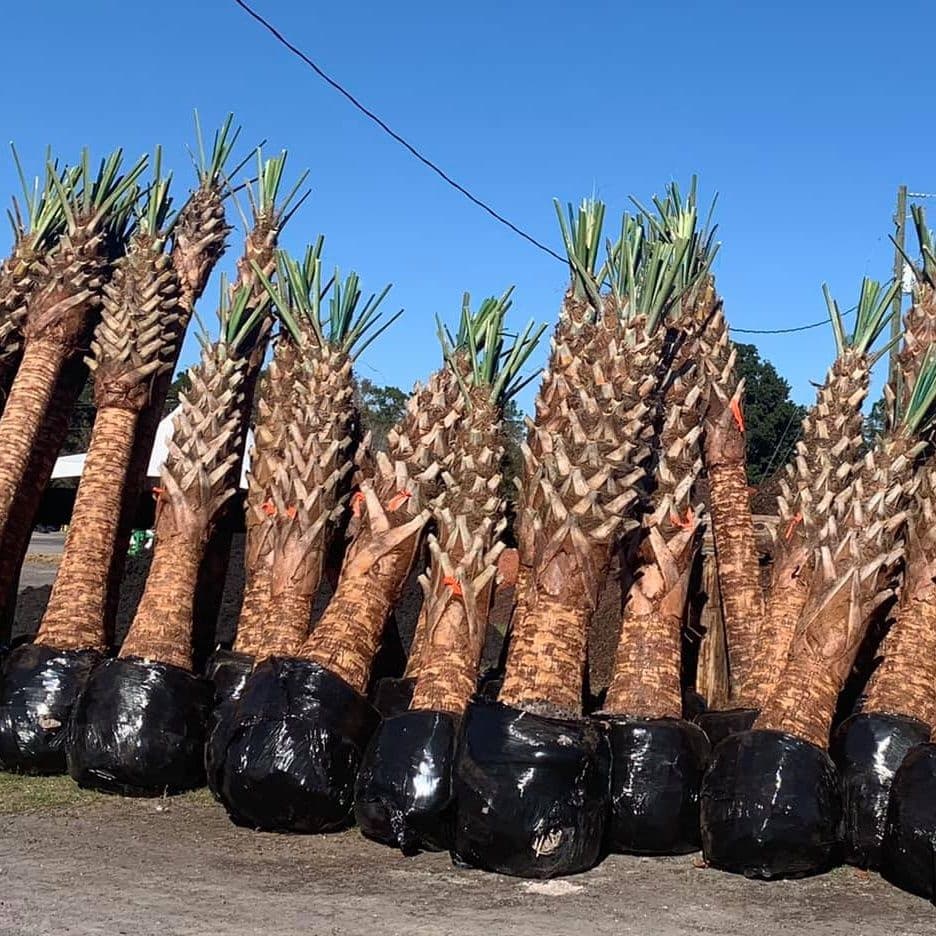 Discount Landscape Supply