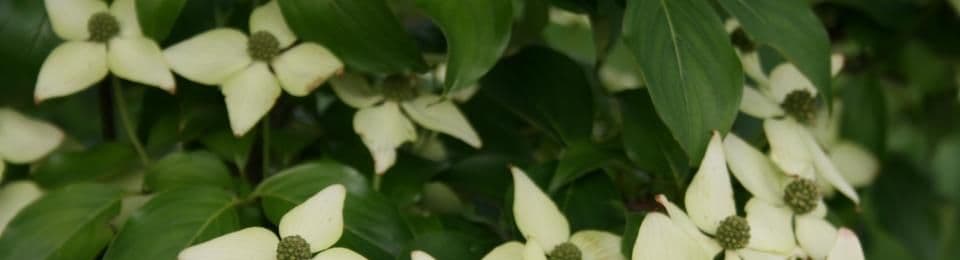 Diversified Services Lawn Care & Garden Center