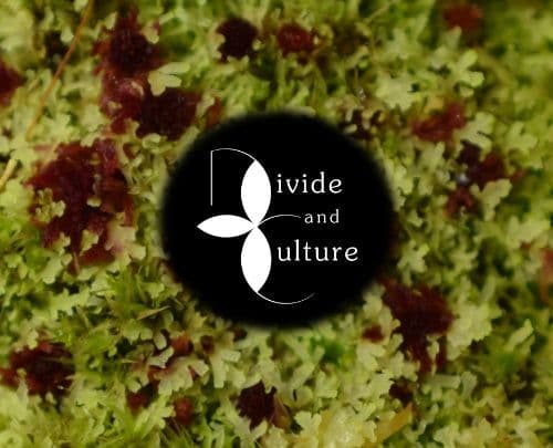 Divide and Culture