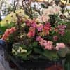 Divine Orchids