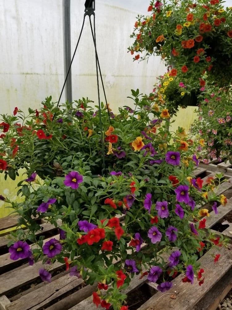 D&J Greenhouse
