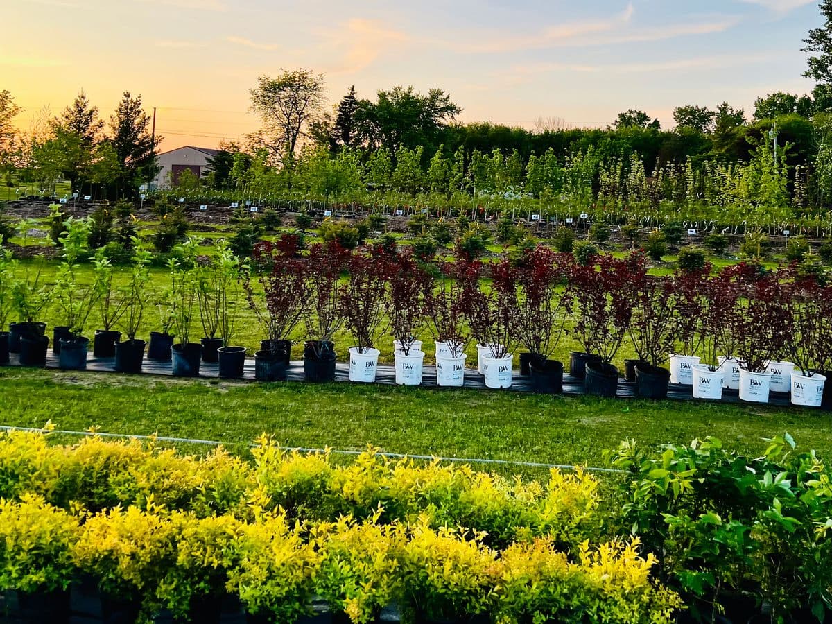 DNA Tree Farm and Nursery