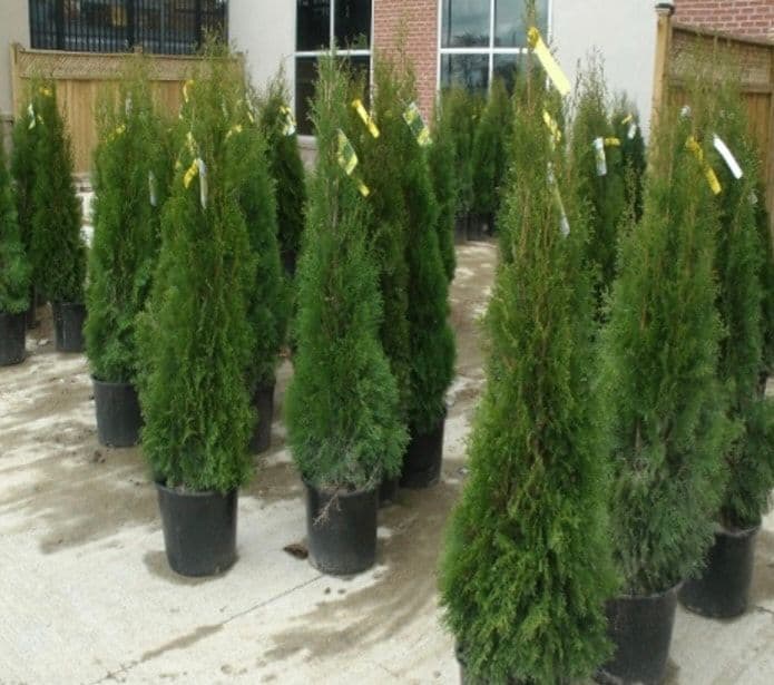 Dobias Landscaping & Garden Center Inc