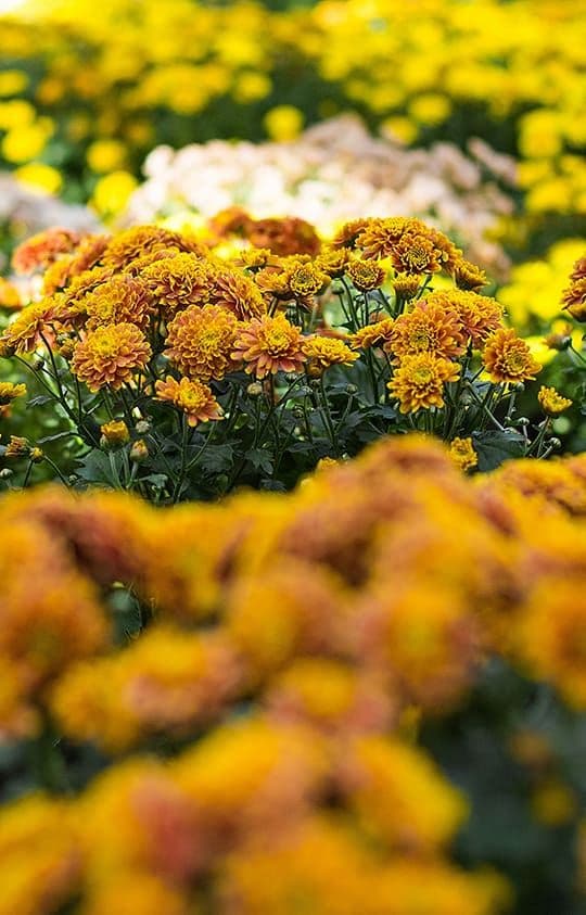 Dolins Garden Center