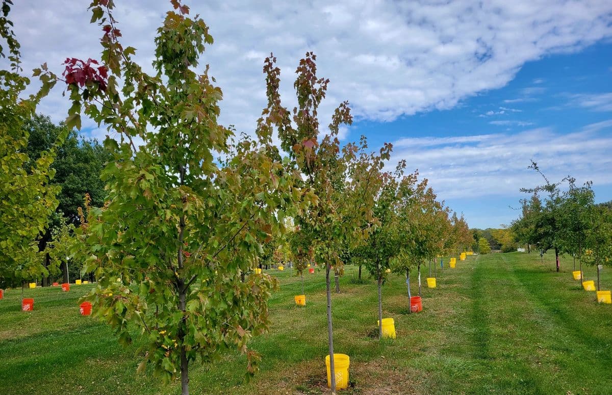 Dolmage Tree Farm