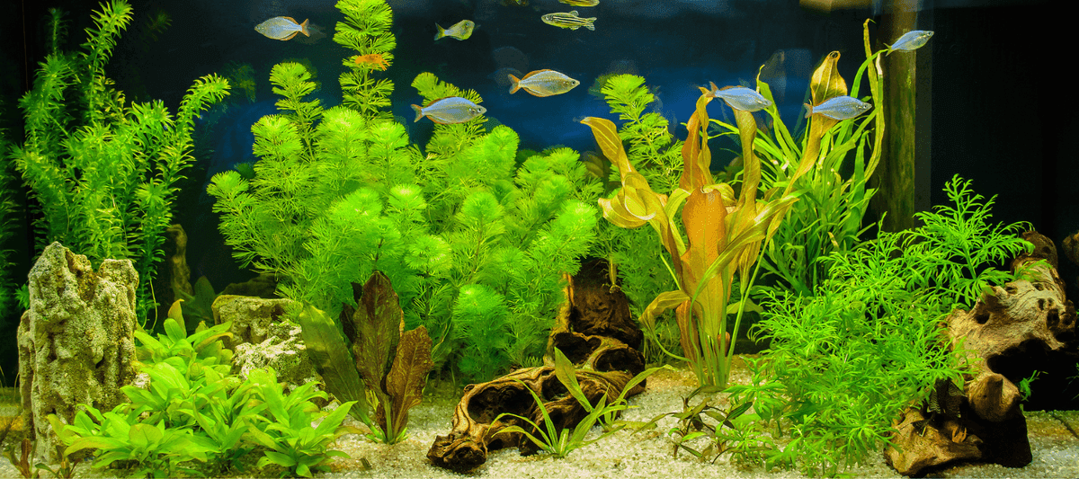 Don's Tropical Pets & Plants