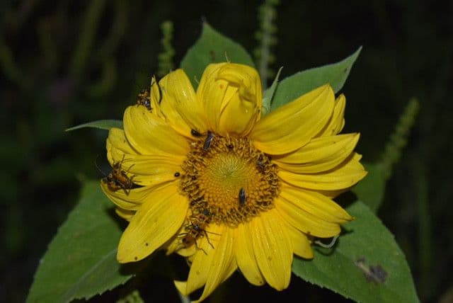Down Nature's Path LLC