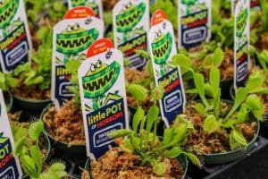 Down To Dirt Plant Nursery