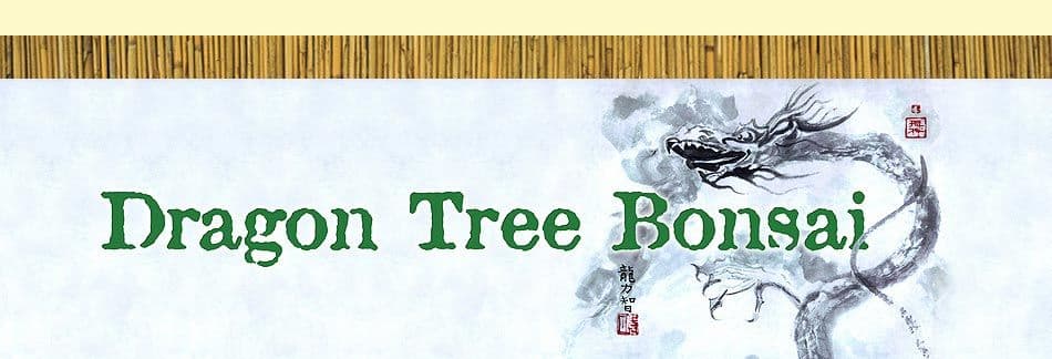 Dragon Tree Bonsai Nursery