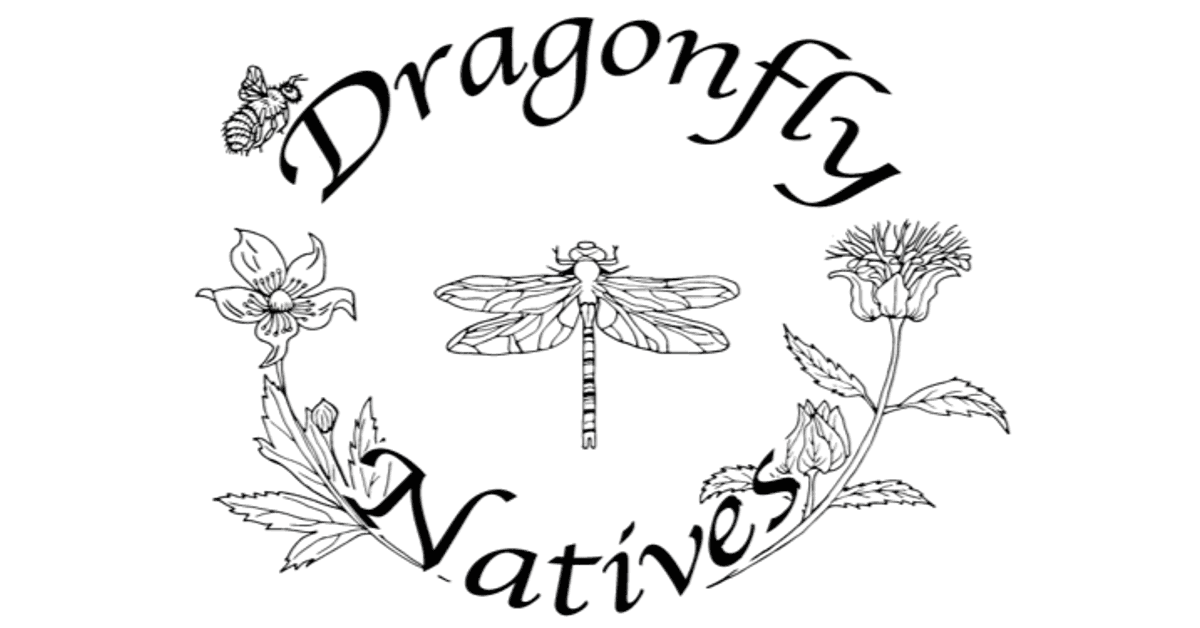 Dragonfly Natives