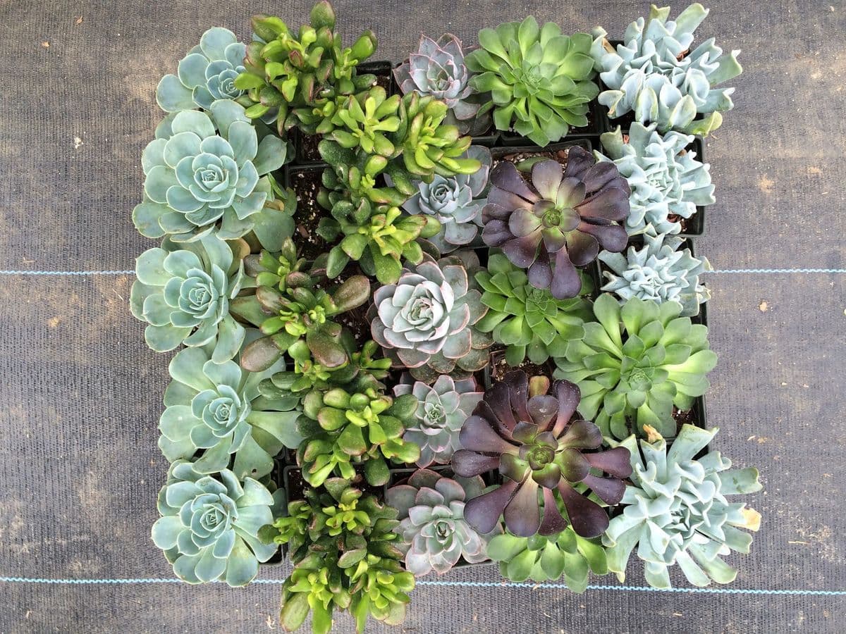 Drought Resistant Nursery