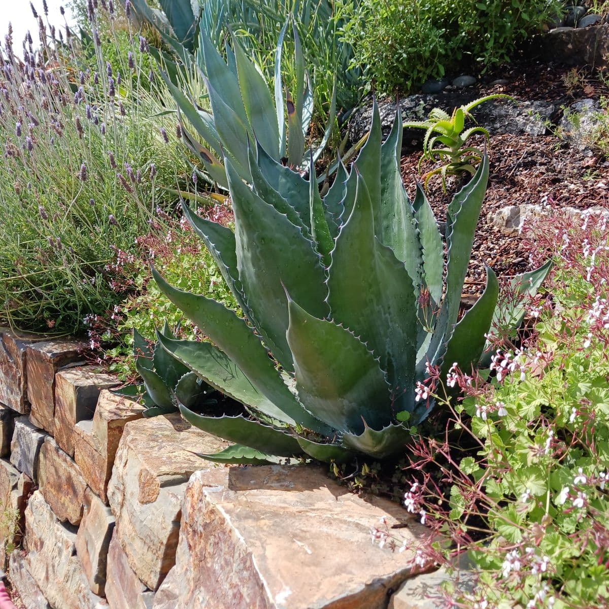 Dry Oasis Plants