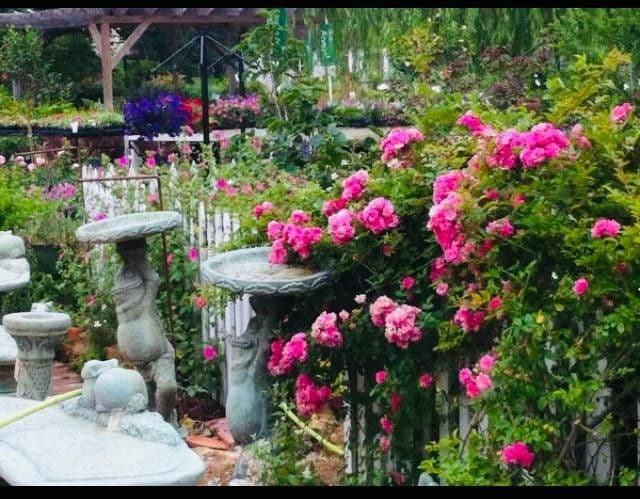 DSG Nursery