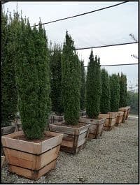 Duck Creek Nursery
