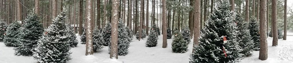 Duddles Tree Farms