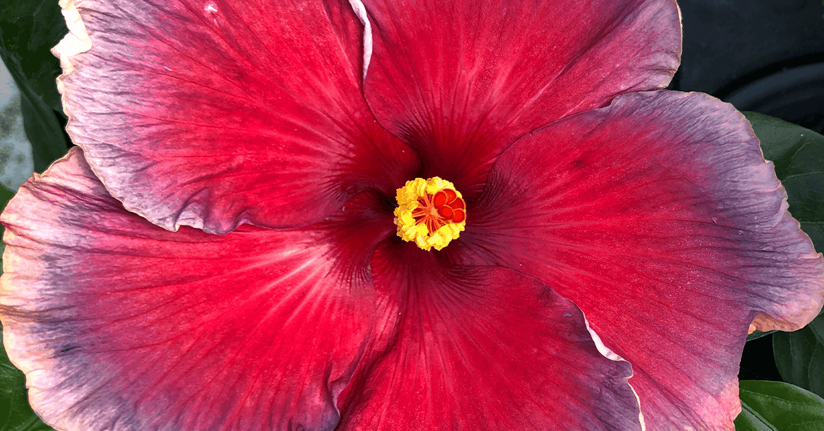 Dupont Nursery Inc