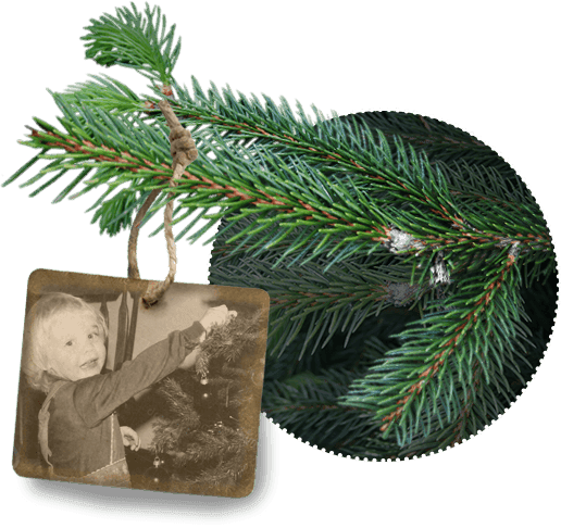 Dutchman Tree Farms