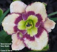 e and b daylilies