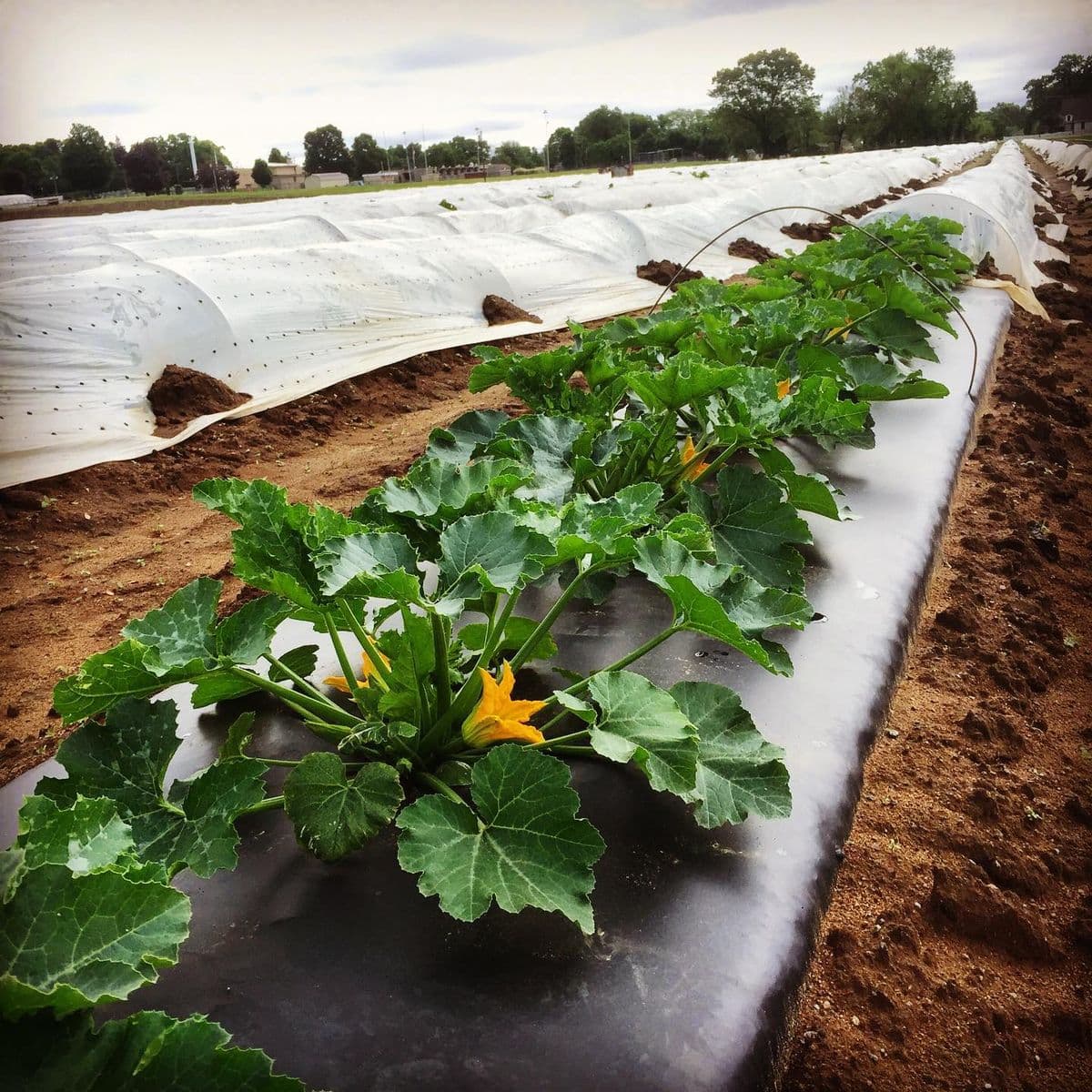 E. Cecchi Farms