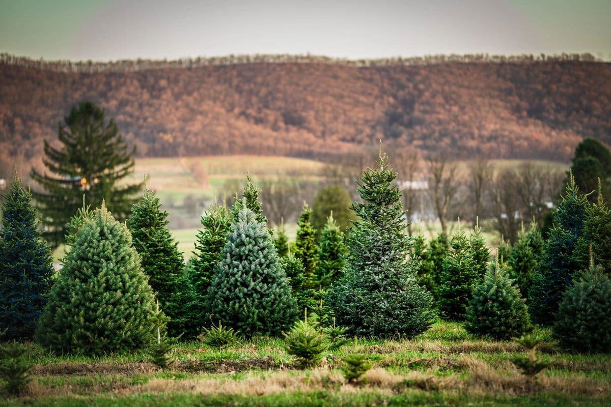 Eagle Evergreens