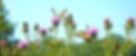 Earth Sangha Inc