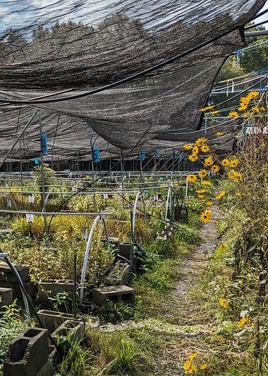 Earth Sangha Wild Plant Nursery