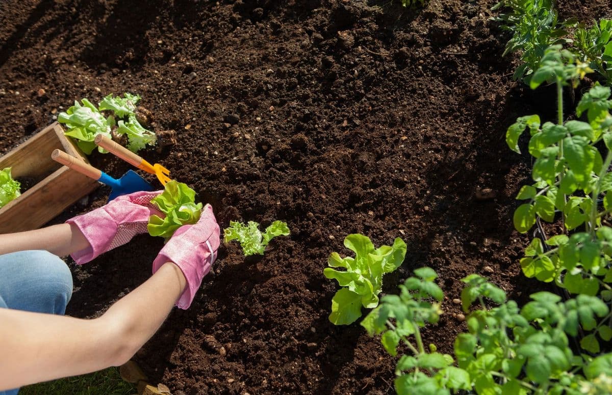 Earth Sense Garden Center & Landscaping