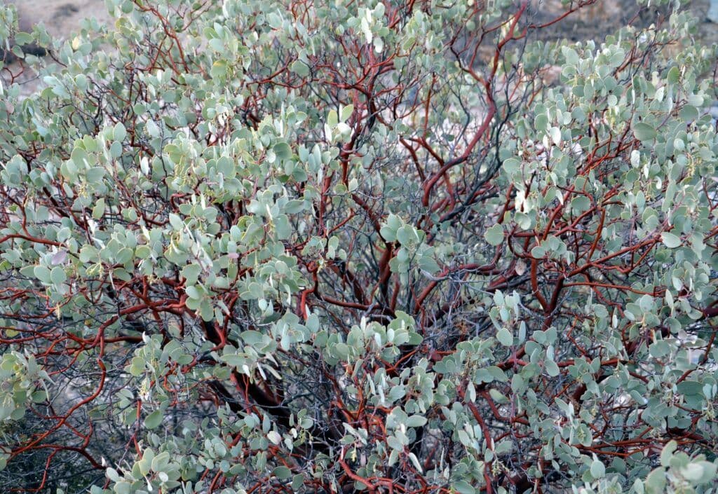 East Bay Wilds Native Plant Nursery